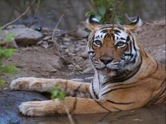 Rajasthan News: सरिस्का बाघ परियोजना में बाघिन एसटी-3 की मौत से हड़कंप, इस साल अब तक दो ने गंवाई जान