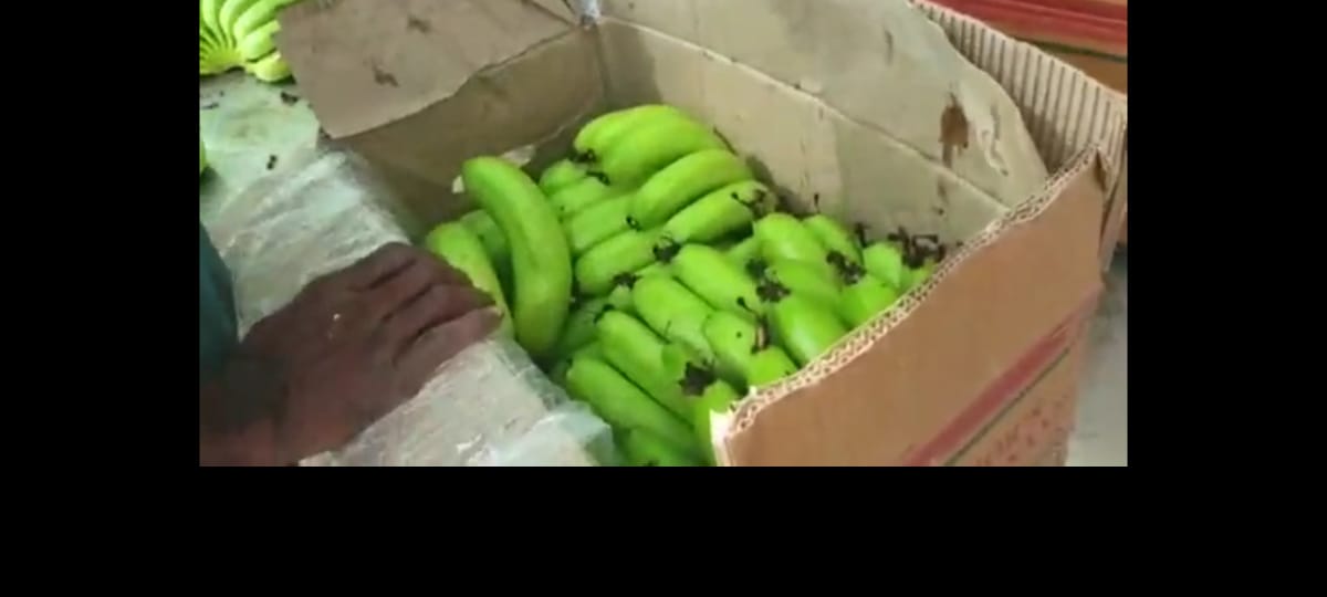 Record rates for Banana : नांदेडच्या केळी उत्पादक शेतकऱ्यांची चांदी, केळीला पहिल्यांदाच मिळतोय विक्रमी दर 