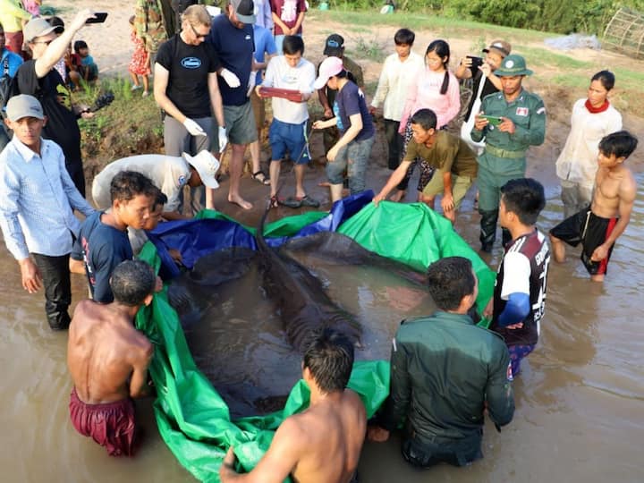 Boramy World’s Largest Freshwater Fish Caught In Cambodia will be tracked for one year Meet ‘Boramy’, World’s Largest Freshwater Fish Caught In Cambodia. It Will Be Tracked For A Year