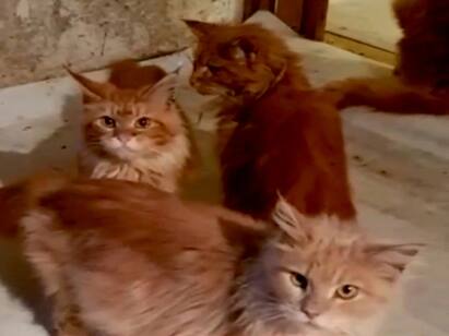 Dead woman in Russia ‘eaten by her 20 cats while body undiscovered for weeks’ woman eaten by  cats: உயிரிழந்த உரிமையாளரை சாப்பிட்ட 20 வளர்ப்பு பூனைகள்! காரணம் இதுதான்!