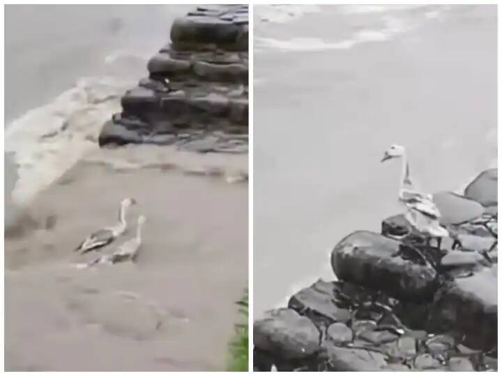 bird jumped into raging flood water for save friend મિત્રતાનો જીવતો પુરાવો: મિત્રને બચાવવા માટે પક્ષીએ પાણીમાં છલાંગ લગાવી, જુઓ વીડિયો