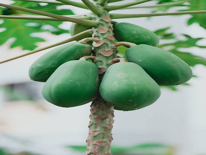 raw unrip papaya benefits good for women health marathi news Women Health : महिलांसाठी कच्ची पपई फायदेशीर; मिळतील अनेक फायदे