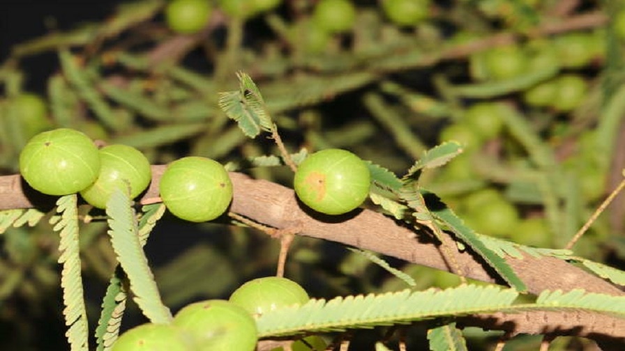 Gooseberry Farming: आंवला की बागवानी के लिये बेहतरीन है बारिश का मौसम, उन्नत बीजों के साथ इस तरीके से करें रोपाई