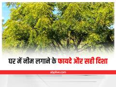Neem Tree Benefit: नीम का पेड़ दिलाएगा शनि-केतु के दोष से छुटकारा, इस दिशा में लगाने से मिलेंगे 5 फायदे