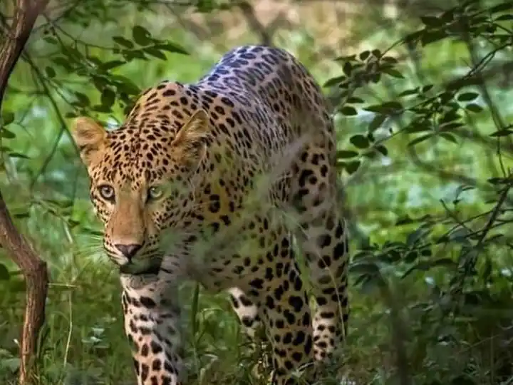 Chhattisgarh Leopard dead body recover in Chhattisgarh, third incident of death of wildlife in Gariaband district in June Chhattisgarh News: छत्तीसगढ़ के जंगल से तेंदुए का शव बरामद, वन विभाग ने मौत को लेकर जताई ये आशंका