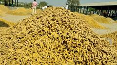 Nizamabad News: నిజామాబాద్‌ జిల్లాలో ఏటా పెరిగిపోతున్న పెట్టుబడి ఖర్చు- తగ్గిపోతున్న పసుపు పంట సాగు