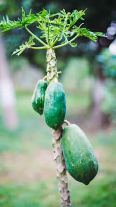 Health Tips : कच्ची पपईमध्ये आहेत अनेक गुणधर्म; जाणून घ्या फायदे