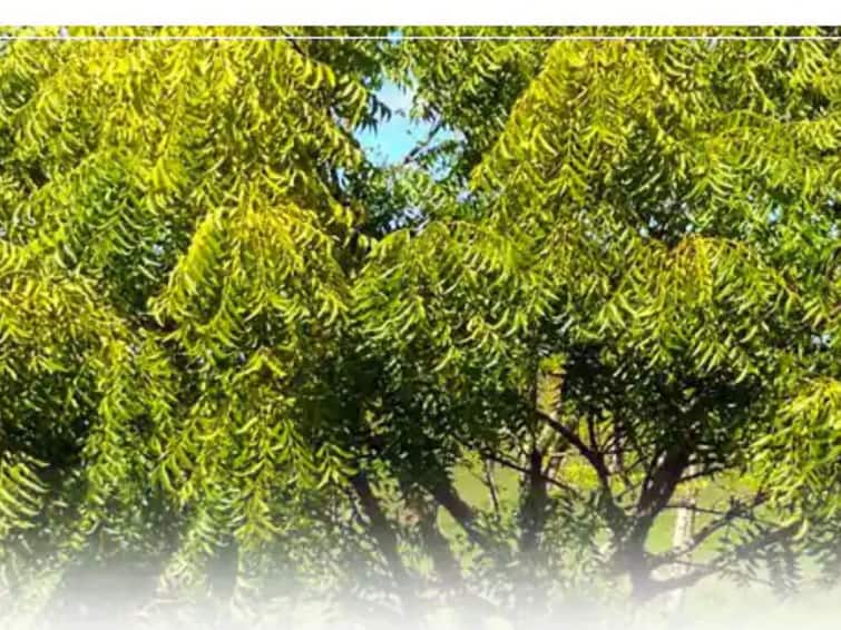 vastu tips neem tree at home benefit and right direction upay to get relief from shani ketu pitra dosh   Neem Tree Benefit : कडुलिंबाचे झाड देईल शनि-केतूच्या दोषांपासून मुक्ती, या दिशेला लावल्यास होतील पाच फायदे  