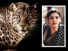 Raveena Tandon: వీడియో - కారు బొన్నెట్‌లో చిక్కుకుని పులి విలవిల, నటి రవీనా టాండన్ భావోద్వేగం