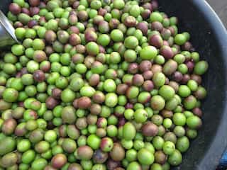 Karonda : தவிர்க்கக்கூடாத காய் கலாக்காய்.. அற்புதமான பயன்கள் என்னென்ன?