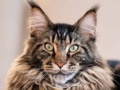 20 Maine Coon Cats Eat Their Masters Dead Body At Home இரண்டு வாரங்களாக கடுமையான பசி...உரிமையாளர் உடலை கடித்து தின்ற பூனைகள்...