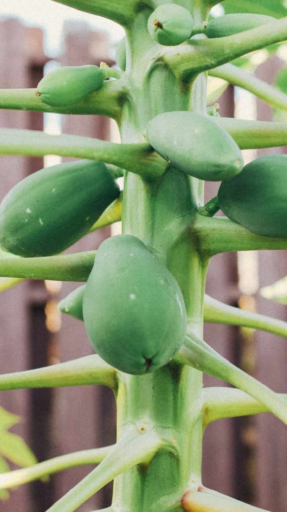 Health Tips: Raw papaya has many properties;  Learn Benefits