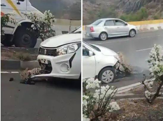 Watch: Cheetah hit by a car on the highway, this video will break your heart Watch: ਹਾਈਵੇਅ 'ਤੇ ਕਾਰ ਦੀ ਲਪੇਟ 'ਚ ਆਇਆ ਚੀਤਾ, ਦਿਲ ਦਹਿਲਾ ਦੇਵੇਗੀ ਇਹ ਵੀਡੀਓ