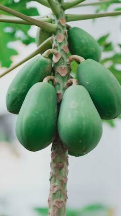 Health Tips : कच्ची पपईमध्ये आहेत अनेक गुणधर्म; जाणून घ्या फायदे