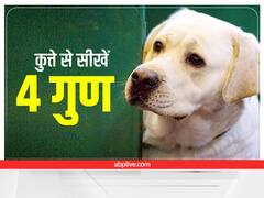 Chanakya Niti: ये 4 आदतें कुत्ते से जरूर सीखें, जीवन में कभी नहीं खाएंगे मात