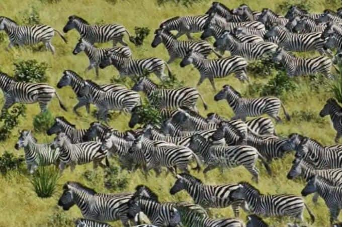 Optical Illusion: Find a tiger in a herd of zebras to find out how big a champion you are Optical Illusion: ਇਹ ਜਾਣਨ ਲਈ ਕਿ ਤੁਸੀਂ ਕਿੰਨੇ ਵੱਡੇ ਚੈਂਪੀਅਨ ਹੋ, ਜ਼ੈਬਰਾ ਦੇ ਝੁੰਡ ਵਿੱਚੋਂ ਇੱਕ ਟਾਈਗਰ ਲੱਭ ਕੇ ਦਿਖਾਓ