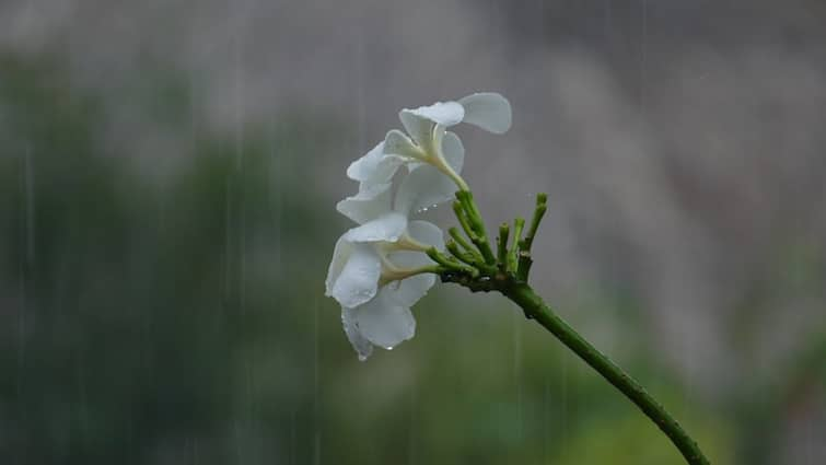 Monsoon Tips: tips to care of your garden during the monsoon season, know in details Monsoon Tips: বর্ষাকালে গাছের গোড়া পচে যাচ্ছে? কীভাবে যত্ন নেবেন?