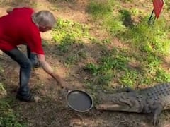 Viral Video : దూసుకొచ్చిన మొసలి - మూతి మీద కొట్టి వెనక్కి పంపేసిన వృద్ధుడు ! ఇలా కూడా చేయవచ్చా ?