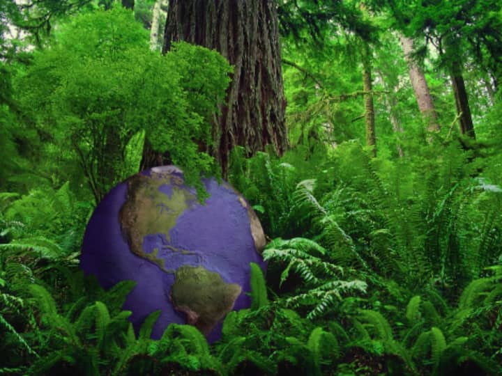 World Rainforest Day 2022: Theme, Significance — All You Need To Know World Rainforest Day 2022: Theme, Significance — All You Need To Know