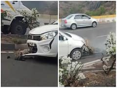 Watch: हाईवे पर कार की चपेट में आया तेंदुआ, दिल दहला देगा वीडियो