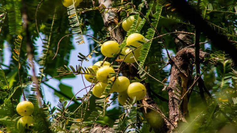 know the right way of Amla Cultivation or gardening with improved varieties in monsoon Gooseberry Farming: आंवला की बागवानी के लिये बेहतरीन है बारिश का मौसम, उन्नत बीजों के साथ इस तरीके से करें रोपाई