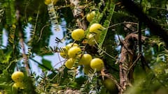 Gooseberry Farming: आंवला की बागवानी के लिये बेहतरीन है बारिश का मौसम, उन्नत बीजों के साथ इस तरीके से करें रोपाई