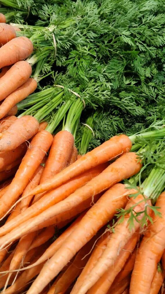 हेल्थ टिप्स: गाजर सेहत के लिए अच्छी होती है;  लाभ जानें