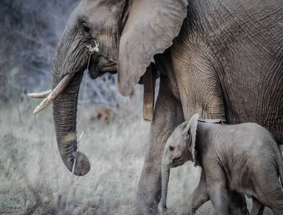 Watch how this elephant herd protects a newborn baby આ Z+++ છેઃ હાથીઓથી સારી સુરક્ષા કોઇ આપી શકે નહીં, Viral Videoએ લોકોનું જીત્યું દિલ