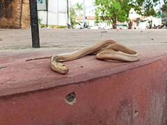 Bihar News: चार साल के बच्चे को कोबरा ने डंसा, सांप की हो गई मौत और जिंदा है मासूम, हैरत में गांव के लोग