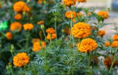 Skin Glowing Tips: ग्लोइंग स्किन के लिए इस्तेमाल करें ये फूल, चेहरा दिखेगा खिला-खिला