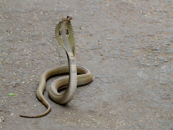 Viral News Poisonous Cobra Dies In Agony After Biting 4-Year Old Child Innocent Completely Healthy Viral News: బిహార్‌లో షాకింగ్ ఘటన- బాలుడ్ని కాటేసి వెంటనే చనిపోయిన పాము!
