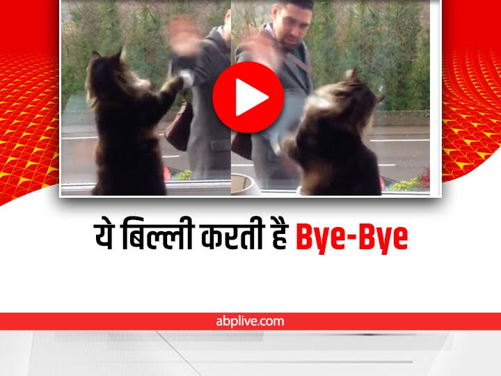 trending video showing a cat waving its leg to see off the master goes viral on social media Watch: बिल्ली करती है अपने मालिक को See Off, देखकर चौंक जाएंगे आप