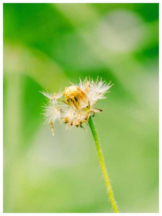 घमरा क्या है? जानें इसके फायदे