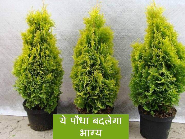 Morpankhi Plant Benefit: जोड़े में लगाएं ये पौधा, ये 3 फायदे जानकर तुरंत ले आएंगे इसे घर Morpankhi Plant Put in pairs at home Vastu benefit vidhya plant and correct Direction Morpankhi Plant Benefit: जोड़े में लगाएं ये पौधा, ये 3 फायदे जानकर तुरंत ले आएंगे इसे घर