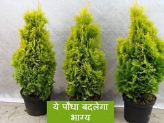 Morpankhi Plant Benefit: जोड़े में लगाएं ये पौधा, ये 3 फायदे जानकर तुरंत ले आएंगे इसे घर