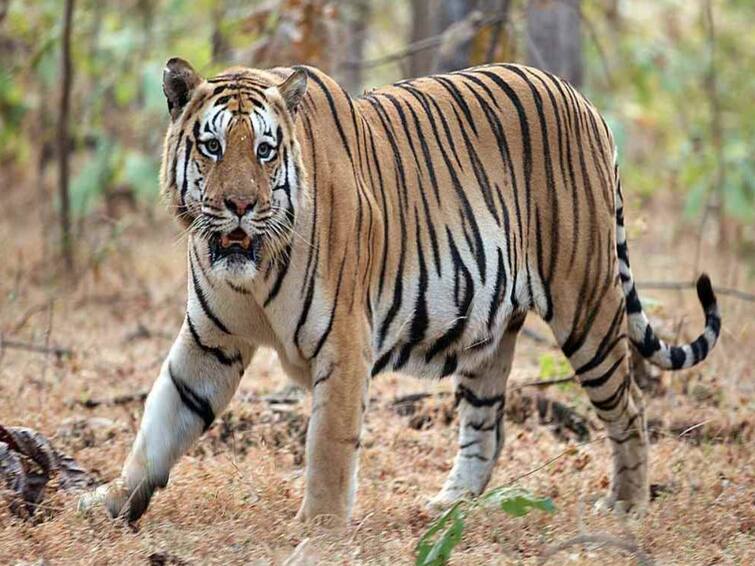 Kakinada Routhulapudi mandal bengal tiger attacked Cows reserve forest villages on alert Kakinada Tiger Roaming : అటవీ అధికారులకు షాకిచ్చిన పెద్ద పులి, మరో మండలంలో మకాం