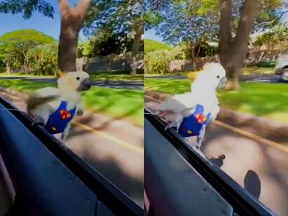 parrot enjoys car ride by sitting in window seat video goes viral Viral Video: ஜன்னலோர சீட்டில் ஜாலி பயணம் செய்த ’சூப்பர் மேன்’ கிளி.. வைரலாகும் வீடியோ..