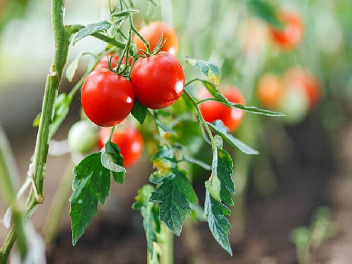 Grow tomato vegetables in a pot on the roof of the house at low cost Urban Farming: छत की छोटी-सी बगिया में करें टमाटर की खेती, ज्यादा पैदावार के लिये गमलों में डालें ये वाली खाद