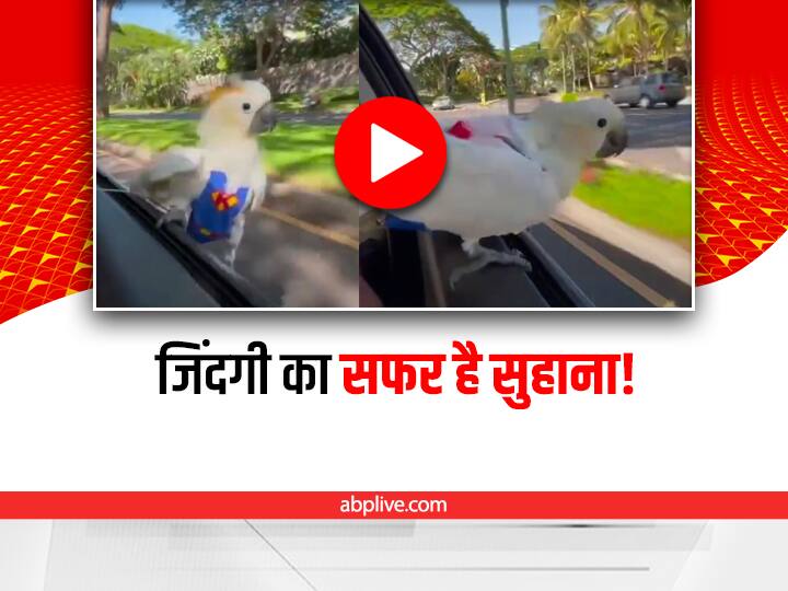 Watch: कार पर राइड करता ये तोता है सुपर हीरो, यकीन नहीं आता तो खुद देख लो trending video showing a parrot enjoying car riding sitting on the window goes viral on social media Watch: कार पर राइड करता ये तोता है सुपर हीरो, यकीन नहीं आता तो खुद देख लो
