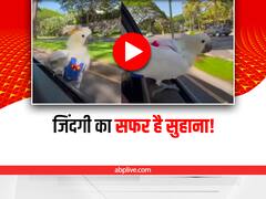 Watch: कार पर राइड करता ये तोता है सुपर हीरो, यकीन नहीं आता तो खुद देख लो