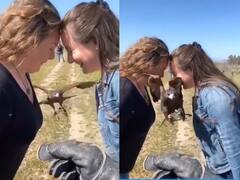 Viral Video: குட்டி கேப்பில் அழகாக பறந்து சென்று அமரும் பருந்து.... ட்விட்டரில் ஹிட் அடித்த வீடியோ!