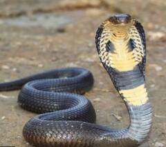 ਚਾਰ ਸਾਲਾ ਬੱਚੇ ਨੂੰ ਕੋਬਰਾ ਨੇ ਡੰਗਿਆ, ਸੱਪ ਦੀ ਮੌਤ ਪਰ ਬੱਚਾ ਪੂਰੀ ਤਰ੍ਹਾਂ ਤੰਦਰੁਸਤ