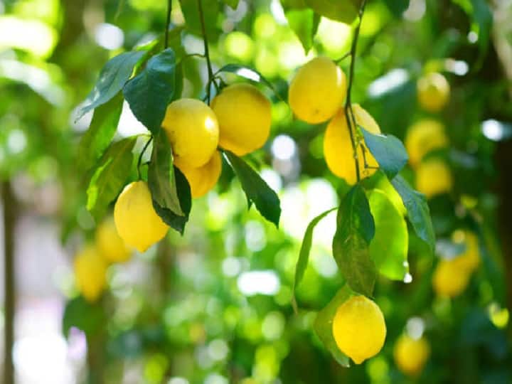 Know more about seedless lemon gardening with right technology and advanced seeds Lemon Farming: उन्नत किस्म के बीजों से तैयार करें नींबू के बाग, यहां जानें Seedless खेती के बारे में