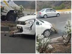 Trending Video : महामार्गावर बिबट्याची कारला धडक, वेदनेने विव्हळणाऱ्या बिबट्याचा व्हिडिओ पाहून नेटकरी संतापले 