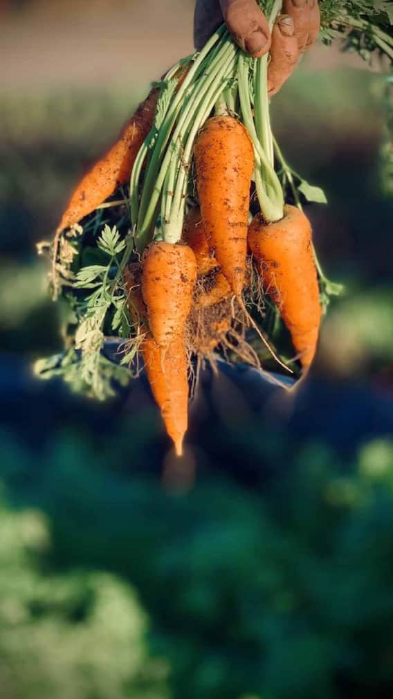 हेल्थ टिप्स: गाजर सेहत के लिए अच्छी होती है;  लाभ जानें
