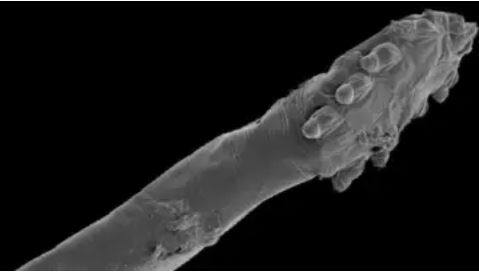 These creatures have sex on the face of a sleeping human being. ਇਹ ਜੀਵ ਸੁੱਤੇ ਹੋਏ ਇਨਸਾਨ ਦੇ ਚਿਹਰੇ 'ਤੇ ਕਰਦੇ ਸੈਕਸ, ਅੱਠ ਲੱਤਾਂ ਵਾਲੇ ਇਸ 'ਜਾਨਵਰ' ਬਾਰੇ ਵੱਡਾ ਖੁਲਾਸਾ