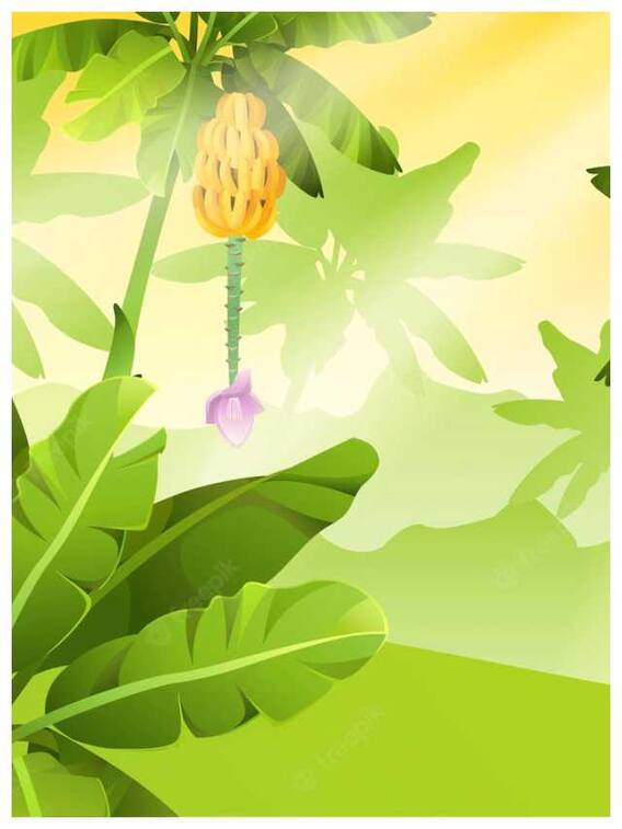 केले के फूलों के फायदे