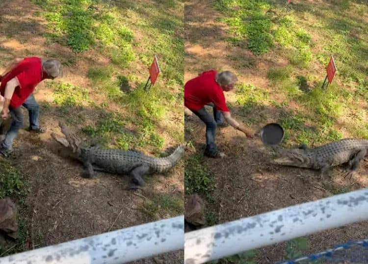 Viral video australian-pub-owner-kai-hansen-fights-off-crocodile-with-a-frying-pan-caught-on-camer Viral Video: কুমিরের মাথায় ফ্রাইং প্যান মেরে ভাগিয়ে দিলেন ব্যক্তি ! শোরগোল নেটদুনিয়ায়