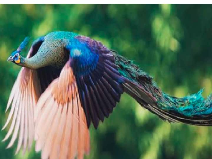 Mesmerizing video of a flying peacock has gone viral on the internet Video Peacock Mesmerizing : இப்படி ஒரு மயிலை பாத்திருக்கவே மாட்டீங்க.... ட்விட்டரில் களைகட்டும் வைரல் வீடியோ