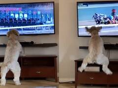 Viral Video : घोड्यांच्या शर्यतीत कुत्र्यानेही पैसे गुंतवले! व्हिडीओ पाहिल्यानंतर तुम्ही व्हाल आश्चर्यचकीत